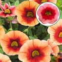 Afbeelding van Calibrachoa P12 Smoothy
